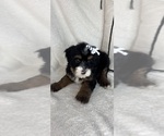 Small #2 Bernedoodle