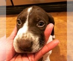 Small Photo #6 German Shorthaired Pointer Puppy For Sale in AMARILLO, TX, USA