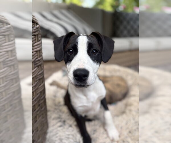 Medium Photo #2 Boxer-Unknown Mix Puppy For Sale in Mooresville, NC, USA