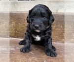 Small Photo #10 Bernedoodle Puppy For Sale in AM FORK, UT, USA