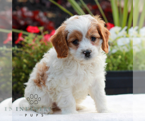 Medium Photo #3 Cavapoo (Miniature) Puppy For Sale in LITITZ, PA, USA