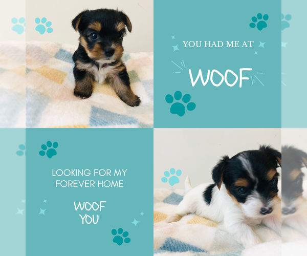 Medium Photo #3 Yorkshire Terrier Puppy For Sale in MILWAUKEE, WI, USA