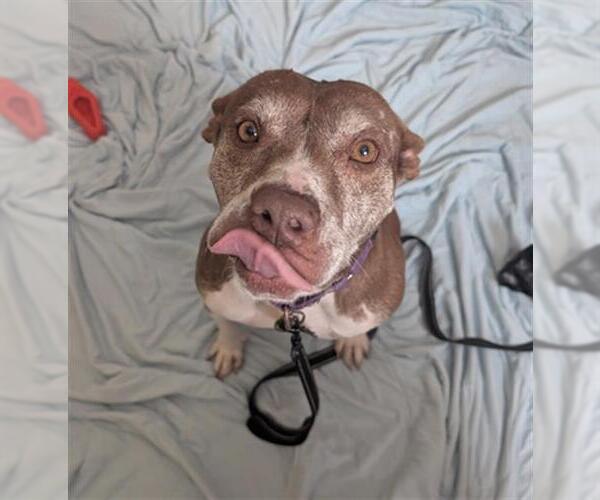 Medium Photo #2 American Pit Bull Terrier-Unknown Mix Puppy For Sale in Fort Collins, CO, USA