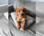 Small #4 Labrador Retriever