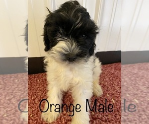 Double Doodle Puppy for sale in STOUTLAND, MO, USA