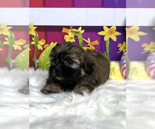 Medium Photo #2 Zuchon Puppy For Sale in CHICO, CA, USA
