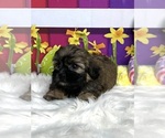 Small Photo #2 Zuchon Puppy For Sale in CHICO, CA, USA