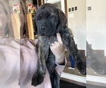 Puppy 2 Bullmastiff-Mastador Mix
