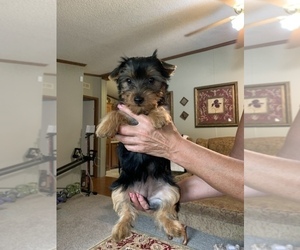 Yorkshire Terrier Puppy for sale in LAWRENCEBURG, IN, USA