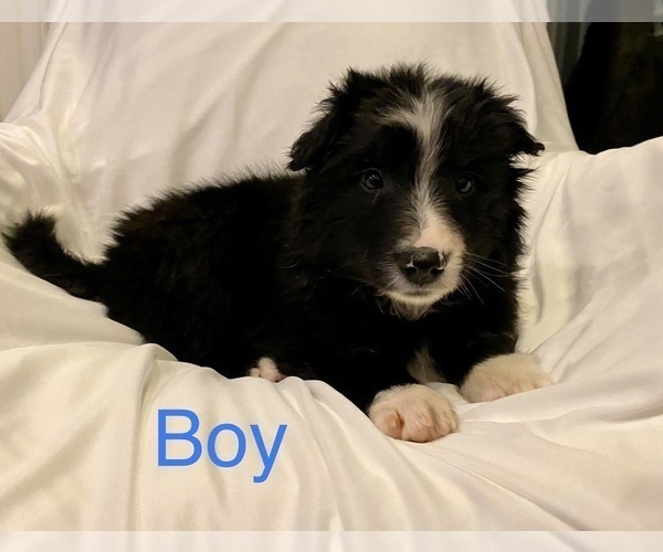 Medium Photo #4 Border-Aussie Puppy For Sale in ARMADA, MI, USA