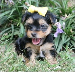 Yorkshire Terrier Puppy for sale in Anchorage , AK, USA
