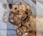 Small Photo #3 Goldendoodle Puppy For Sale in LAWRENCEVILLE, GA, USA