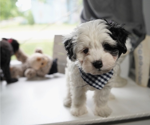 Medium Photo #1 Maltipoo Puppy For Sale in AURORA, IL, USA