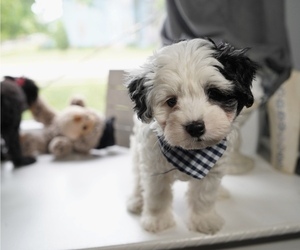 Maltipoo Puppy for sale in AURORA, IL, USA