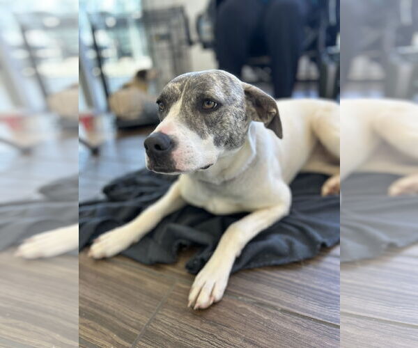 Medium Photo #5 Labrador Retriever-Whippet Mix Puppy For Sale in Milner, GA, USA