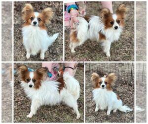 Papillon Puppy for sale in MINNEAPOLIS, MN, USA