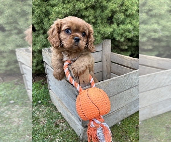 Medium Photo #2 Cavalier King Charles Spaniel Puppy For Sale in MIDDLEBURY, IN, USA