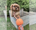 Small Photo #2 Cavalier King Charles Spaniel Puppy For Sale in MIDDLEBURY, IN, USA