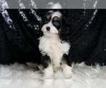 Small Photo #7 Cavapoo Puppy For Sale in WARSAW, IN, USA