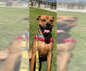 American Pit Bull Terrier Dogs for adoption in Santa Barbara, CA, USA