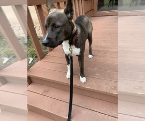 Akita-American Pit Bull Terrier Mix Puppy for sale in INDIANAPOLIS, IN, USA