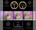 Small Photo #7 Maltipoo (Miniature) Puppy For Sale in WARSAW, IN, USA