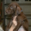 Small Photo #2 Vizsla-Weimaraner Mix Puppy For Sale in MILLBROOK, AL, USA