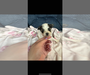 Mal-Shi Puppy for sale in LUDLOW, MA, USA