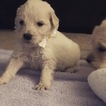 Small Photo #22 Goldendoodle Puppy For Sale in VACAVILLE, CA, USA
