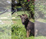 Small #2 German Shepherd Dog