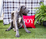 Small #2 Great Dane