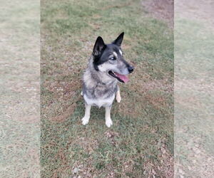 Shadow - Female Gerberian Shepsky Dog for Adoption - Photo #8