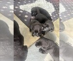 Small #6 Labrador Retriever