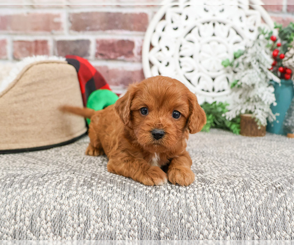 Medium Photo #10 Cavapoo (Miniature) Puppy For Sale in SYRACUSE, IN, USA
