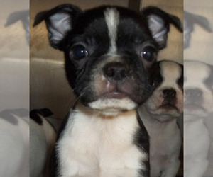 Boston Terrier Puppy for sale in MULINO, OR, USA