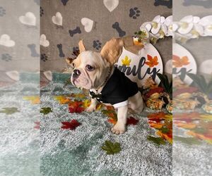 French Bulldog Puppy for sale in BOSTON, MA, USA