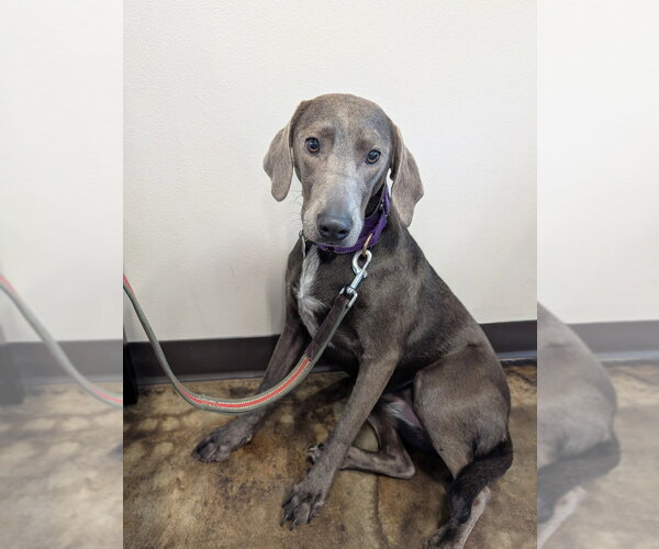 Medium Photo #2 Unknown-Weimaraner Mix Puppy For Sale in Boston, MA, USA
