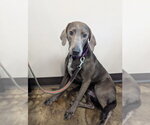 Small #1 Weimaraner Mix