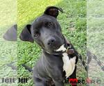 Small #3 Labrador Retriever Mix