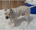 Small Photo #10 American Pit Bull Terrier-Unknown Mix Puppy For Sale in New York, NY, USA