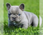 Small #1 French Bulldog