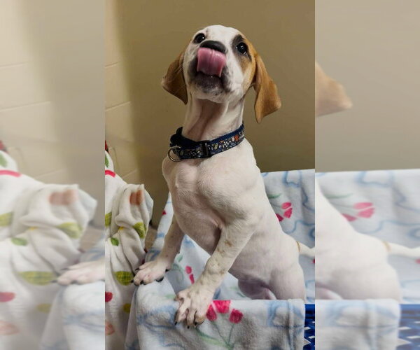 Medium Photo #19 Mutt Puppy For Sale in Wenonah, NJ, USA