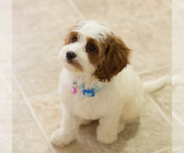 Medium Photo #5 Cavapoo Puppy For Sale in BAY VIEW, WI, USA