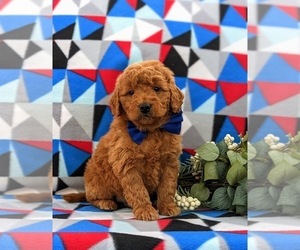 Goldendoodle (Miniature) Puppy for sale in QUARRYVILLE, PA, USA