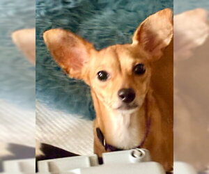 Peaches - Female Chihuahua-Unknown Mix Dog for Adoption - Photo #2