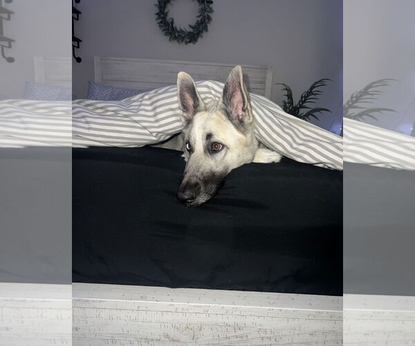 Medium Photo #3 German Shepherd Dog-Huskies  Mix Puppy For Sale in Euless, TX, USA