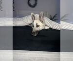 Small #2 German Shepherd Dog-Huskies  Mix