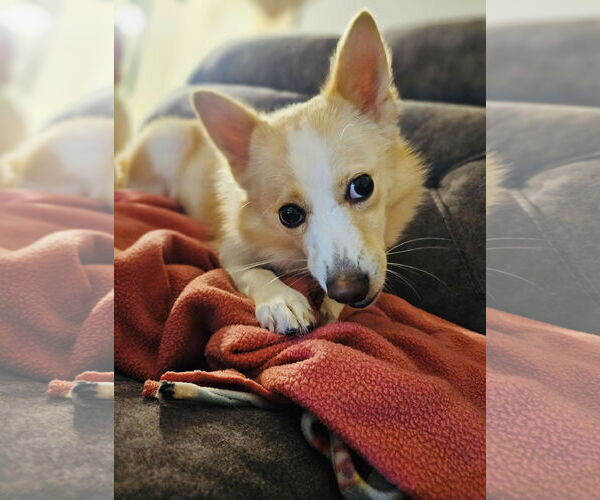 Medium Photo #3 Pomimo Puppy For Sale in Princeton, MN, USA