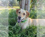 Small #1 Labrador Retriever Mix