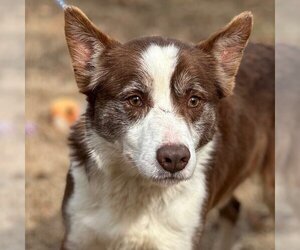 Australian Shepherd-Unknown Mix Dogs for adoption in Yardley, PA, USA